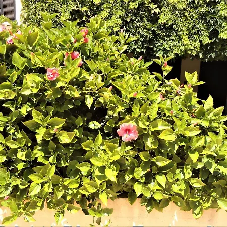 V2 Vilar Jardim Piscina Wifi Semesterbostad *